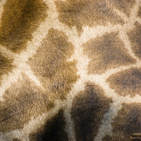DG10 GIRAFFE