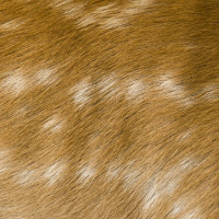 DG13 DEER